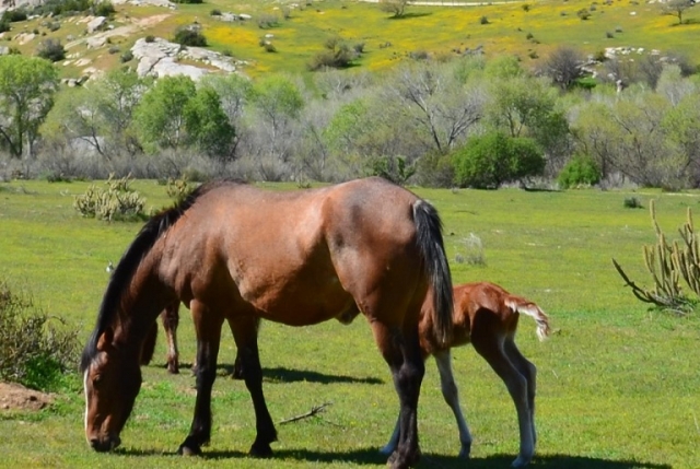 Caballos en libertad